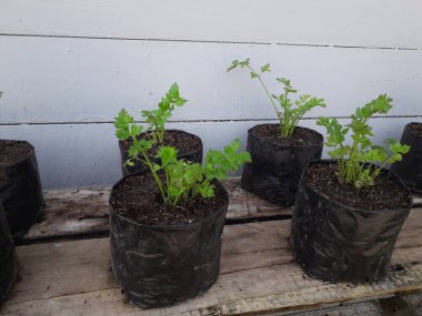 Soup leaf seeds in black plastic pots