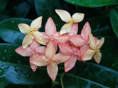 Pink flower petals with dew on it, macro on flower, beautiful abstract background