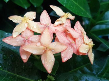 Pink flower petals with dew on it, macro on flower, beautiful abstract background