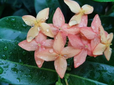 Pink flower petals with dew on it, macro on flower, beautiful abstract background