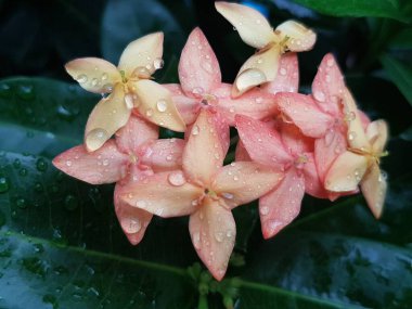 Pink flower petals with dew on it, macro on flower, beautiful abstract background
