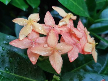 Pink flower petals with dew on it, macro on flower, beautiful abstract background