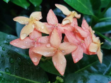 Pink flower petals with dew on it, macro on flower, beautiful abstract background