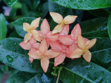 Pink flower petals with dew on it, macro on flower, beautiful abstract background