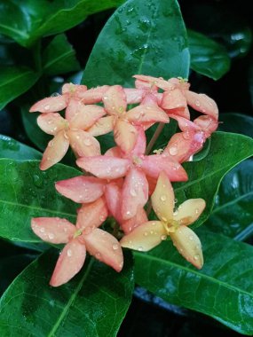 Pink flower petals with dew on it, macro on flower, beautiful abstract background