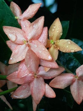 Pink flower petals with dew on it, macro on flower, beautiful abstract background