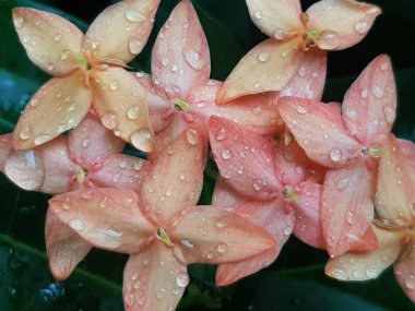 Pink flower petals with dew on it, macro on flower, beautiful abstract background