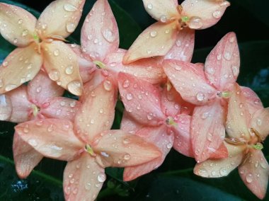 Pink flower petals with dew on it, macro on flower, beautiful abstract background