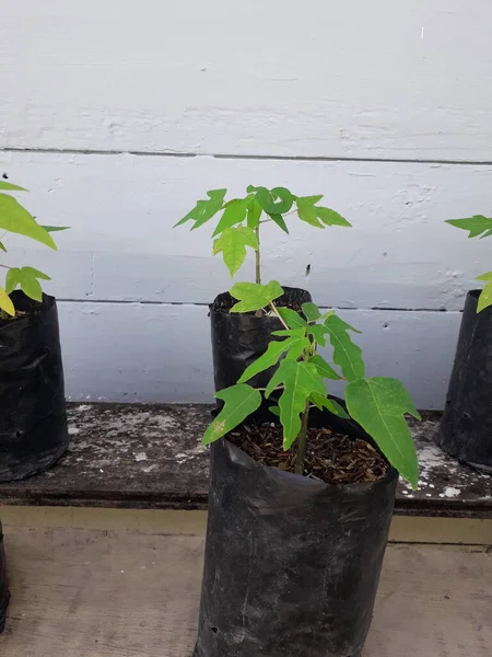Papaya Seeds Black Plastic Pots — Fotografia de Stock