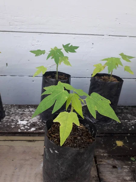 Papaya Seeds Black Plastic Pots — Zdjęcie stockowe