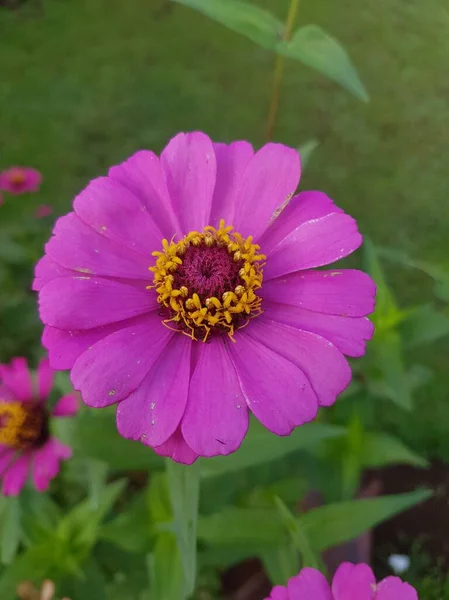 Красное Солнце Инея Пурпурная Саду Фиолетовый Цветок — стоковое фото