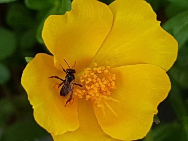 yellow daisies Bees perching on flowers. Focus on flowers (yellow flowers). Nature background. summer flowers