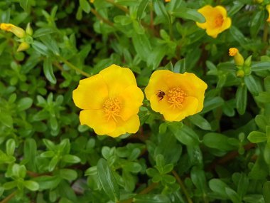 yellow daisies Bees perching on flowers. Focus on flowers (yellow flowers). Nature background. summer flowers