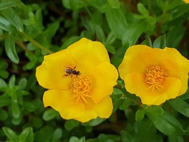 yellow daisies Bees perching on flowers. Focus on flowers (yellow flowers). Nature background. summer flowers