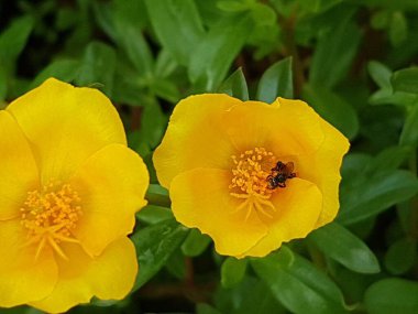 yellow daisies Bees perching on flowers. Focus on flowers (yellow flowers). Nature background. summer flowers