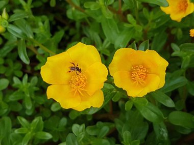 yellow daisies Bees perching on flowers. Focus on flowers (yellow flowers). Nature background. summer flowers