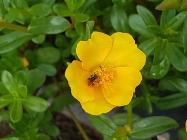 yellow daisies Bees perching on flowers. Focus on flowers (yellow flowers). Nature background. summer flowers