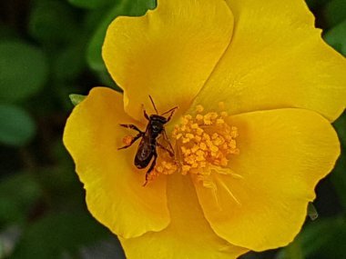 yellow daisies Bees perching on flowers. Focus on flowers (yellow flowers). Nature background. summer flowers
