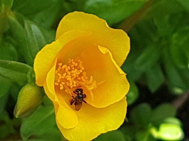 yellow daisies Bees perching on flowers. Focus on flowers (yellow flowers). Nature background. summer flowers