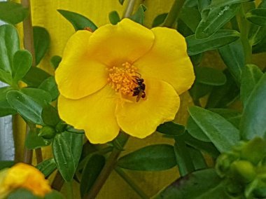 yellow daisies Bees perching on flowers. Focus on flowers (yellow flowers). Nature background. summer flowers