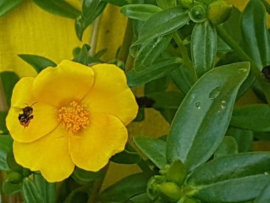 yellow daisies Bees perching on flowers. Focus on flowers (yellow flowers). Nature background. summer flowers