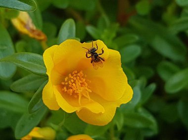 yellow daisies Bees perching on flowers. Focus on flowers (yellow flowers). Nature background. summer flowers