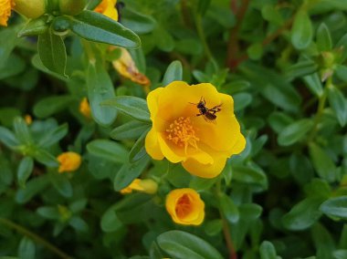 yellow daisies Bees perching on flowers. Focus on flowers (yellow flowers). Nature background. summer flowers