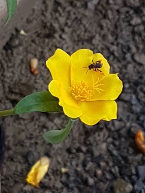 yellow daisies Bees perching on flowers. Focus on flowers (yellow flowers). Nature background. summer flowers