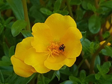 yellow daisies Bees perching on flowers. Focus on flowers (yellow flowers). Nature background. summer flowers