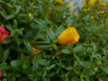 Beautiful large decorative yellow flowers coreopsis on a bed in the summer sunny garden macro closeup