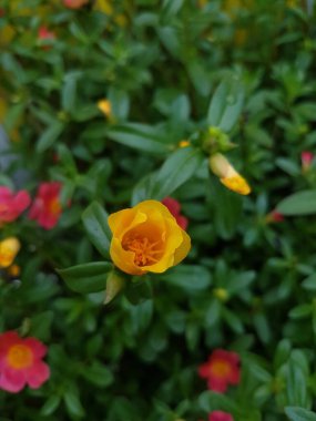 Beautiful large decorative yellow flowers coreopsis on a bed in the summer sunny garden macro closeup