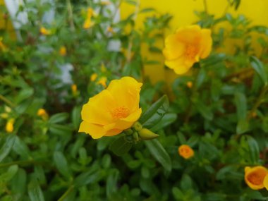 Beautiful large decorative yellow flowers coreopsis on a bed in the summer sunny garden macro closeup