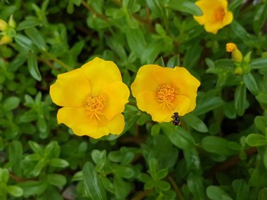 Beautiful large decorative yellow flowers coreopsis on a bed in the summer sunny garden macro closeup