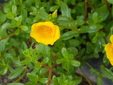 Beautiful large decorative yellow flowers coreopsis on a bed in the summer sunny garden macro closeup