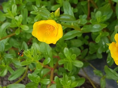 Beautiful large decorative yellow flowers coreopsis on a bed in the summer sunny garden macro closeup