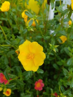 Beautiful large decorative yellow flowers coreopsis on a bed in the summer sunny garden macro closeup