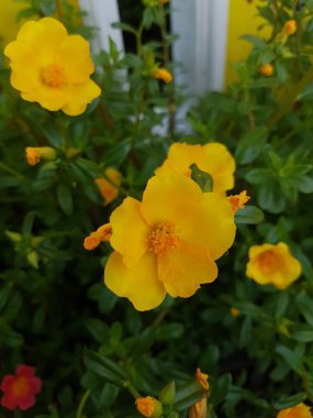 Beautiful large decorative yellow flowers coreopsis on a bed in the summer sunny garden macro closeup