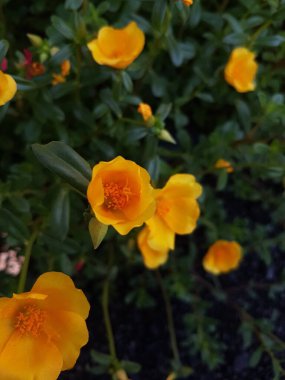 Beautiful large decorative yellow flowers coreopsis on a bed in the summer sunny garden macro closeup