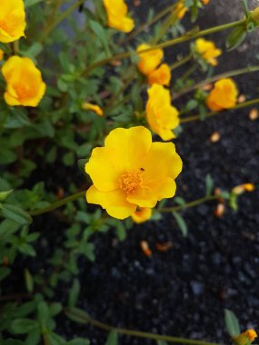 Beautiful large decorative yellow flowers coreopsis on a bed in the summer sunny garden macro closeup
