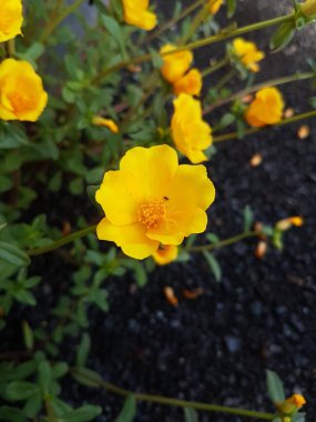 Beautiful large decorative yellow flowers coreopsis on a bed in the summer sunny garden macro closeup
