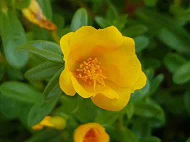 Beautiful large decorative yellow flowers coreopsis on a bed in the summer sunny garden macro closeup