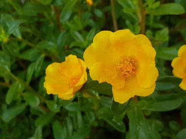 Beautiful large decorative yellow flowers coreopsis on a bed in the summer sunny garden macro closeup