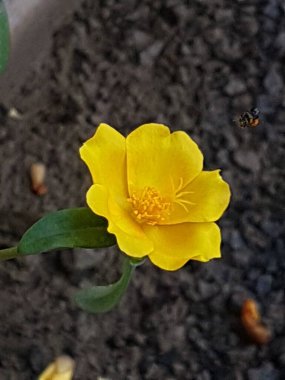 Beautiful large decorative yellow flowers coreopsis on a bed in the summer sunny garden macro closeup