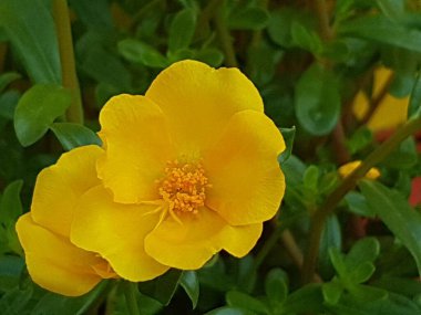 Beautiful large decorative yellow flowers coreopsis on a bed in the summer sunny garden macro closeup