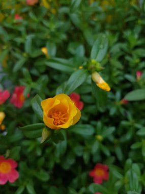 Beautiful large decorative yellow flowers coreopsis on a bed in the summer sunny garden macro closeup
