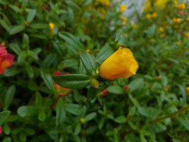 Beautiful large decorative yellow flowers coreopsis on a bed in the summer sunny garden macro closeup