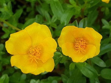 Beautiful large decorative yellow flowers coreopsis on a bed in the summer sunny garden macro closeup