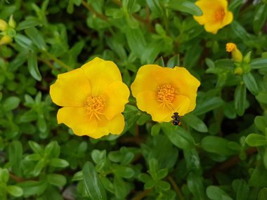 Beautiful large decorative yellow flowers coreopsis on a bed in the summer sunny garden macro closeup