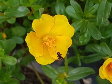Beautiful large decorative yellow flowers coreopsis on a bed in the summer sunny garden macro closeup