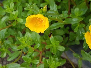 Beautiful large decorative yellow flowers coreopsis on a bed in the summer sunny garden macro closeup